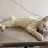 Под Саратовом ветеринары помогли тяжело заболевшему во время побега коту