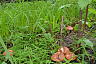 Саратовцы в грозу собрали благородные грибы  